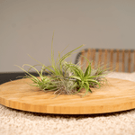 Load image into Gallery viewer, Tillandsia Air mix - 10 Pieces - ø6 - 6 cm
