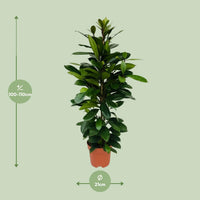 Ficus cyathistipula - Ø21cm - ↕105cm