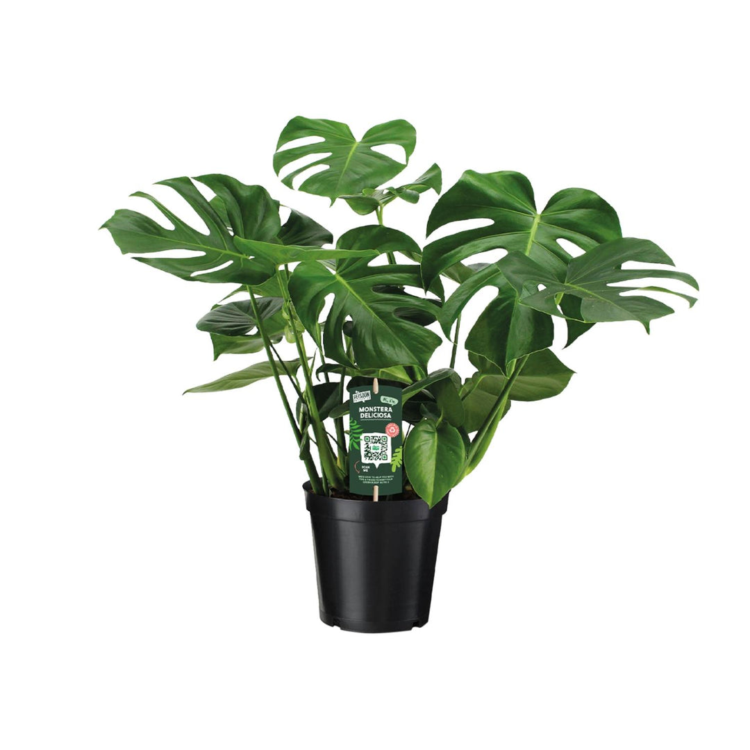 Monstera deliciosa  - Ø21cm - ↕65cm