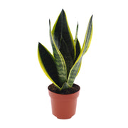 Sansevieria futura 'Superba' - Ø12cm - ↕30cm
