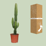 Carica l'immagine nel visualizzatore Galleria, Euphorbia acrurensis - Ø17cm - ↕50cm