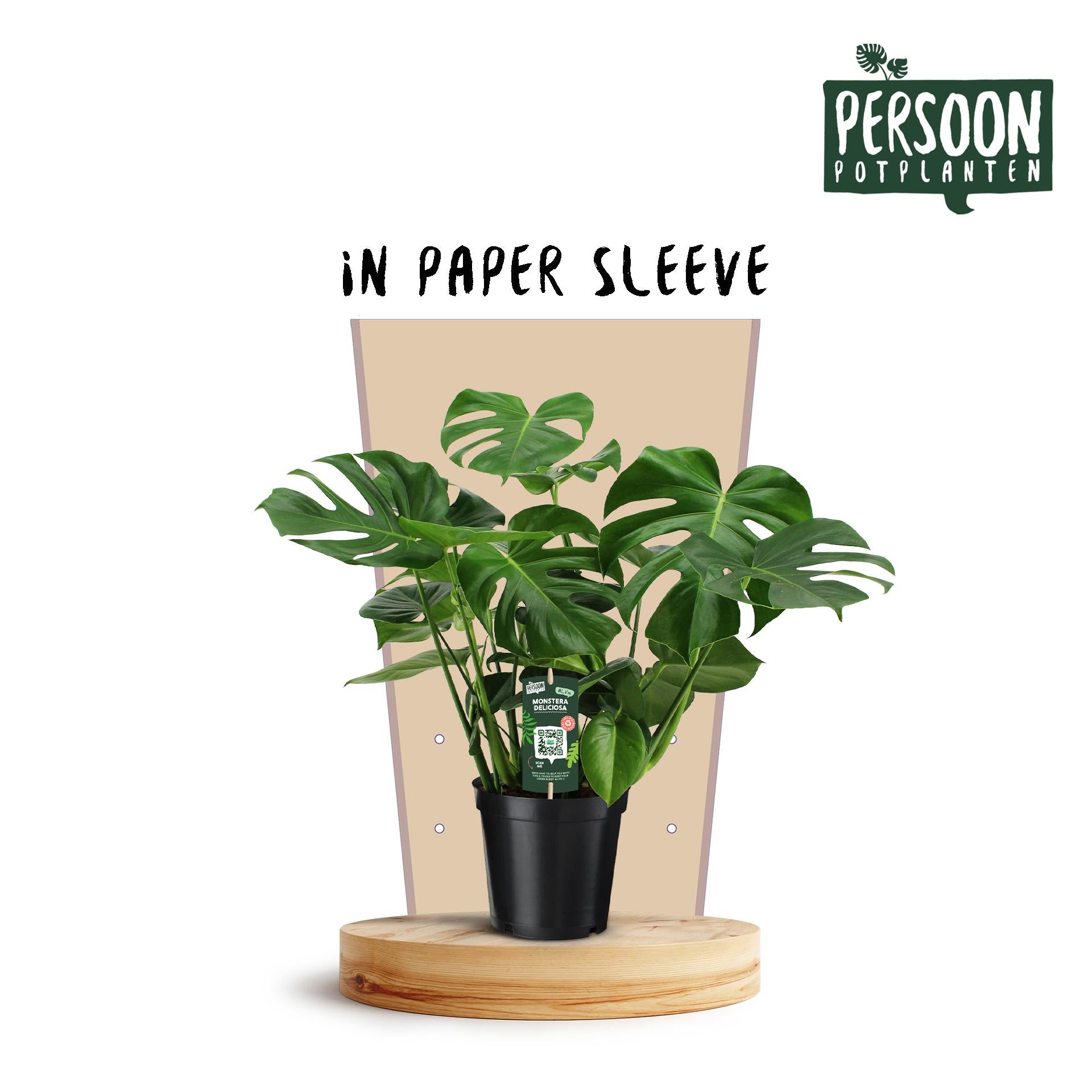 Monstera Deliciosa Plant (60cm)