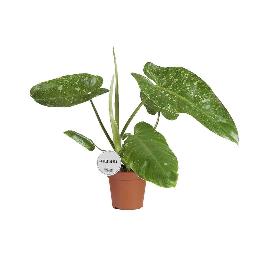 Philodendron erubescens 'Jose Buono' - Ø15cm - ↕45cm