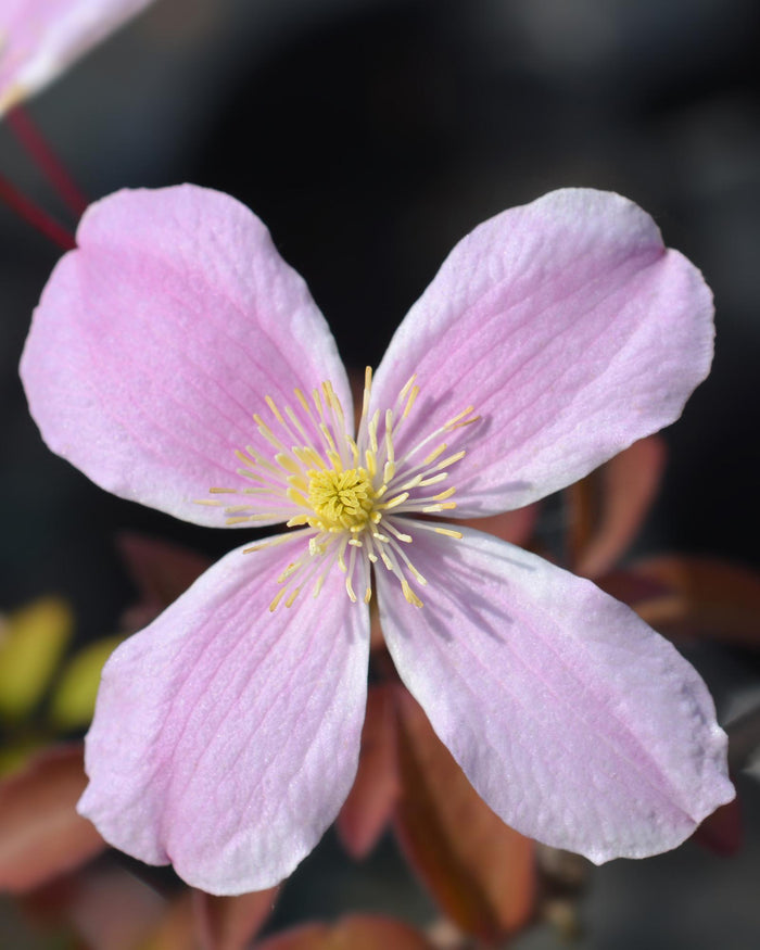 Clematis Montana 'Fragrant Spring' - Ø15 - ↨65cm