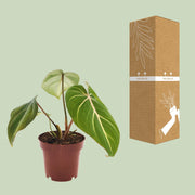 Philodendron selloum 'Atom' - Ø12cm - ↕25cm
