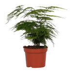 Load image into Gallery viewer, Asparagus setaceus - Ø12cm - ↕35cm