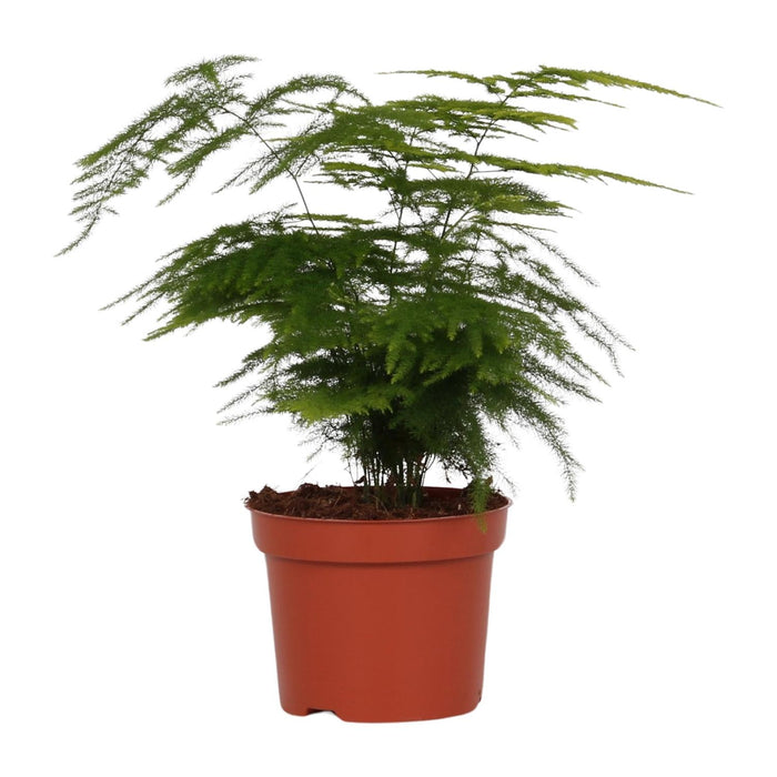 Asparagus setaceus - Ø12cm - ↕35cm