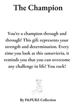 Load image into Gallery viewer, Sansevieria Gift "The Champion" WITH GREETING CARD! - Ø12cm - ↕30cm