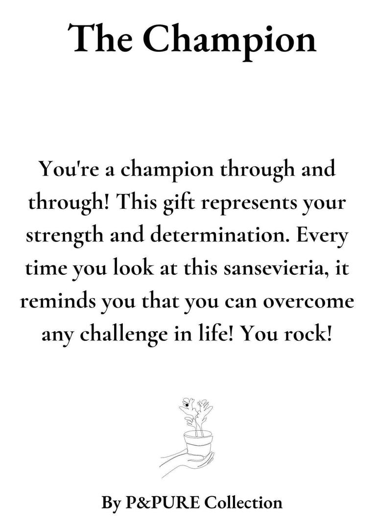 Sansevieria Gift "The Champion" WITH GREETING CARD! - Ø12cm - ↕30cm