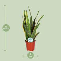 Sansevieria trifasciata 'Laurentii' (Mother-in-law’s Tongue) - Ø17cm - ↕60cm