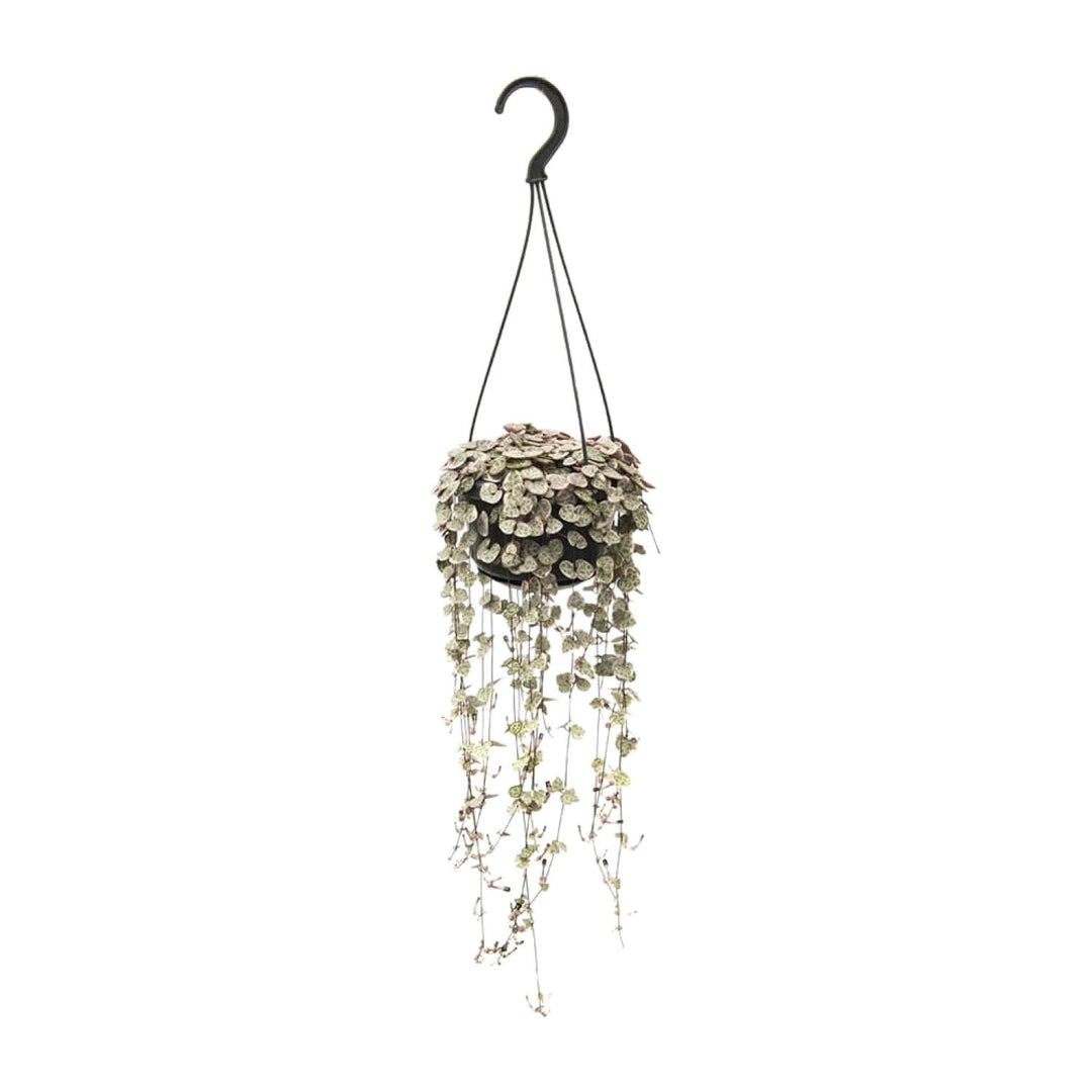 Ceropegia linearis Subsp. 'Woodii Variegata' - Ø14cm - ↕35cm