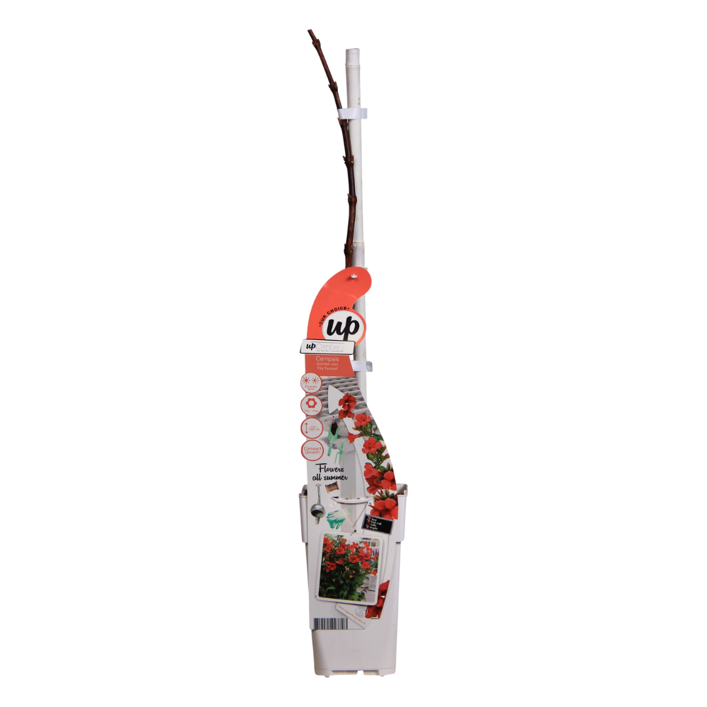 Campsis 'Summer Jazz Fire Trumpet' - Ø15 - ↨65cm