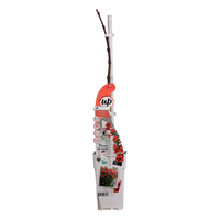 Campsis 'Summer Jazz Fire Trumpet' - Ø15 - ↨65cm