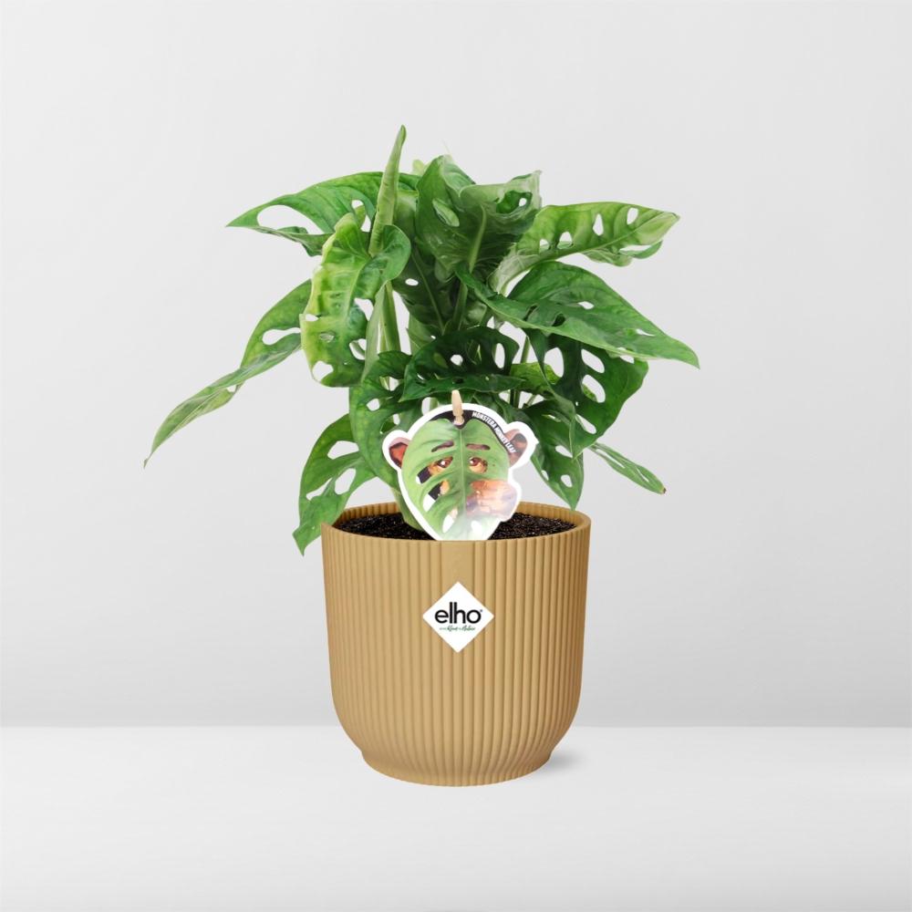 Monstera adansonii ‘Monkey Leaf’ in ELHO Vibes Fold Pot, Yellow, Ø14cm ↕25cm