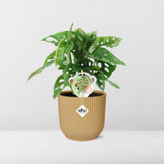 Monstera adansonii ‘Monkey Leaf’ in ELHO Vibes Fold Pot, Yellow, Ø14cm ↕25cm