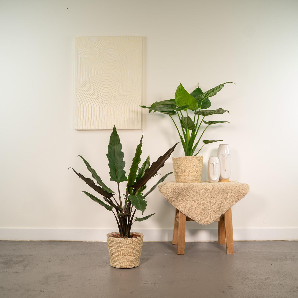 Trio Tropicale da Interno in Cesto Selin - Alocasia Cucullata - Ø19cm - ↕60/65cm + Alocasia Lauterbachiana - Ø19cm - ↕75/80cm