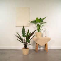 Trio Tropicale da Interno in Cesto Selin - Alocasia Cucullata - Ø19cm - ↕60/65cm + Alocasia Lauterbachiana - Ø19cm - ↕75/80cm