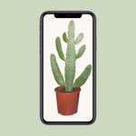 Load image into Gallery viewer, Opuntia consolea - Ø17cm - ↕55cm