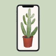 Opuntia consolea - Ø17cm - ↕55cm