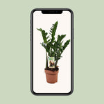 Load image into Gallery viewer, Zamioculcas zamiifolia - Ø17cm - ↕70cm