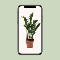 Zamioculcas zamiifolia - Ø17cm - ↕70cm