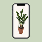 Zamioculcas zamiifolia - Ø17cm - ↕70cm