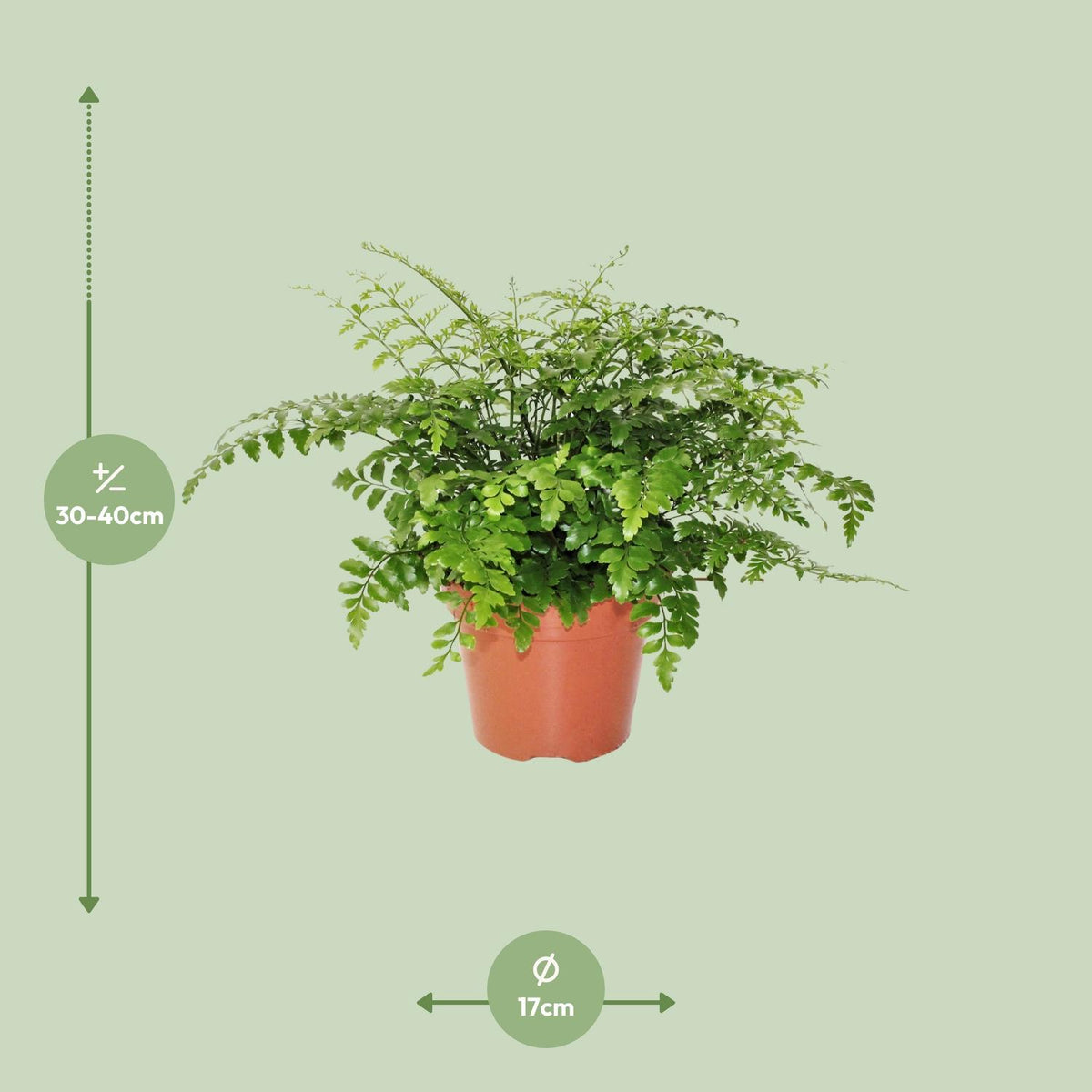 Asplenium parvati - Ø17cm - ↕30cm
