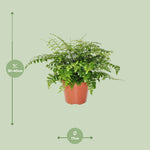 Load image into Gallery viewer, Asplenium parvati - Ø17cm - ↕30cm