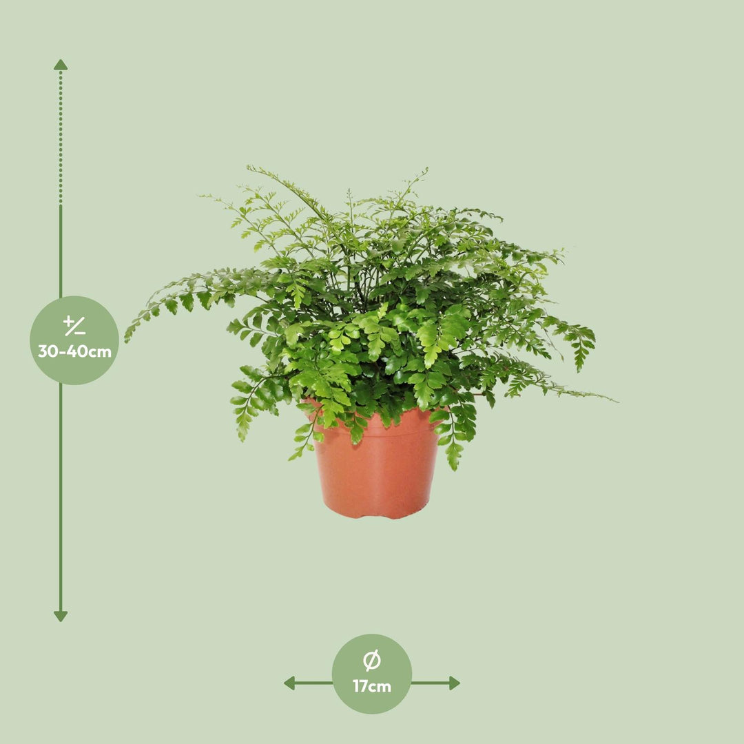 Asplenium parvati - Ø17cm - ↕30cm