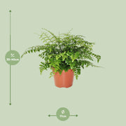 Asplenium parvati - Ø17cm - ↕30cm