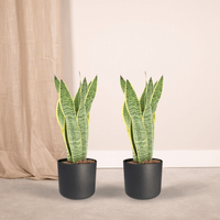 Two indoor Sansevieria Laurentii plants in black pots, showcasing lush green leaves with yellow edges.
