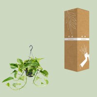 Epipremnum pinnatum 'Marble Queen' (Scindapsus) - Ø15cm - ↕25cm