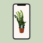 Load image into Gallery viewer, Zamioculcas zamiifolia - Ø17cm - ↕65cm