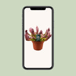 Load image into Gallery viewer, Sarracenia 'Scarlet Belle' - Ø12cm - ↕40cm