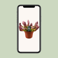 Sarracenia 'Scarlet Belle' - Ø12cm - ↕40cm