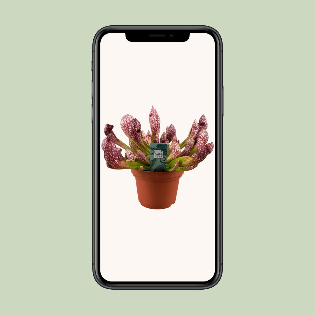 Sarracenia 'Scarlet Belle' - Ø12cm - ↕40cm