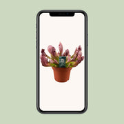 Sarracenia 'Scarlet Belle' - Ø12cm - ↕40cm