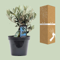 Olea europaea (Olive Tree) - Ø13cm - ↕25cm