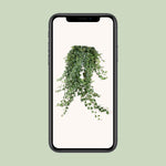 Load image into Gallery viewer, Hedera helix 'Pitsburg' - Ø24cm - ↕70cm