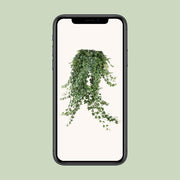 Hedera helix 'Pitsburg' - Ø24cm - ↕70cm