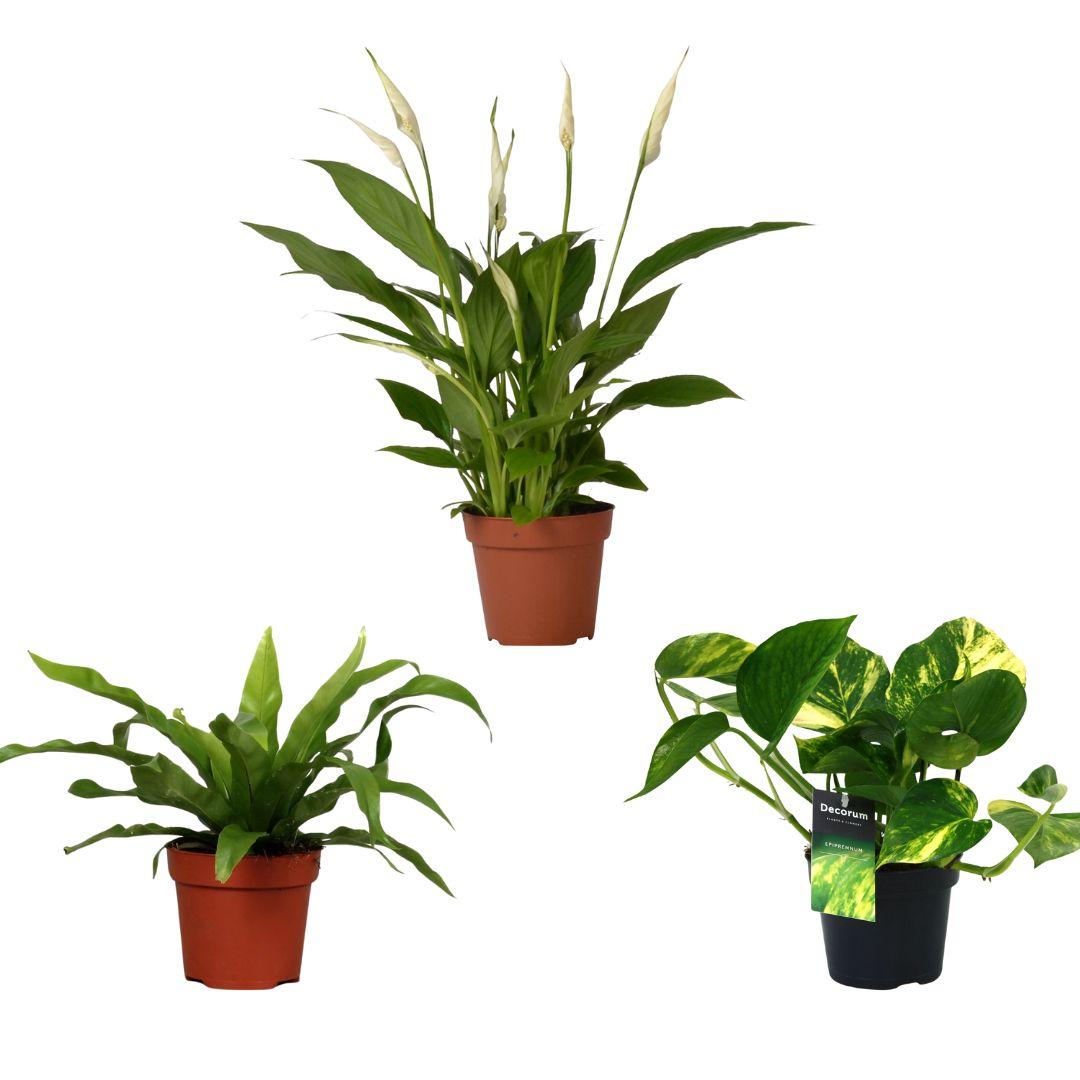 Air-Purifying Plants - Set of 3 - Ø12cm - ↕20/45cm