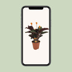 Load image into Gallery viewer, Calathea crocata - Ø14cm - ↕40cm
