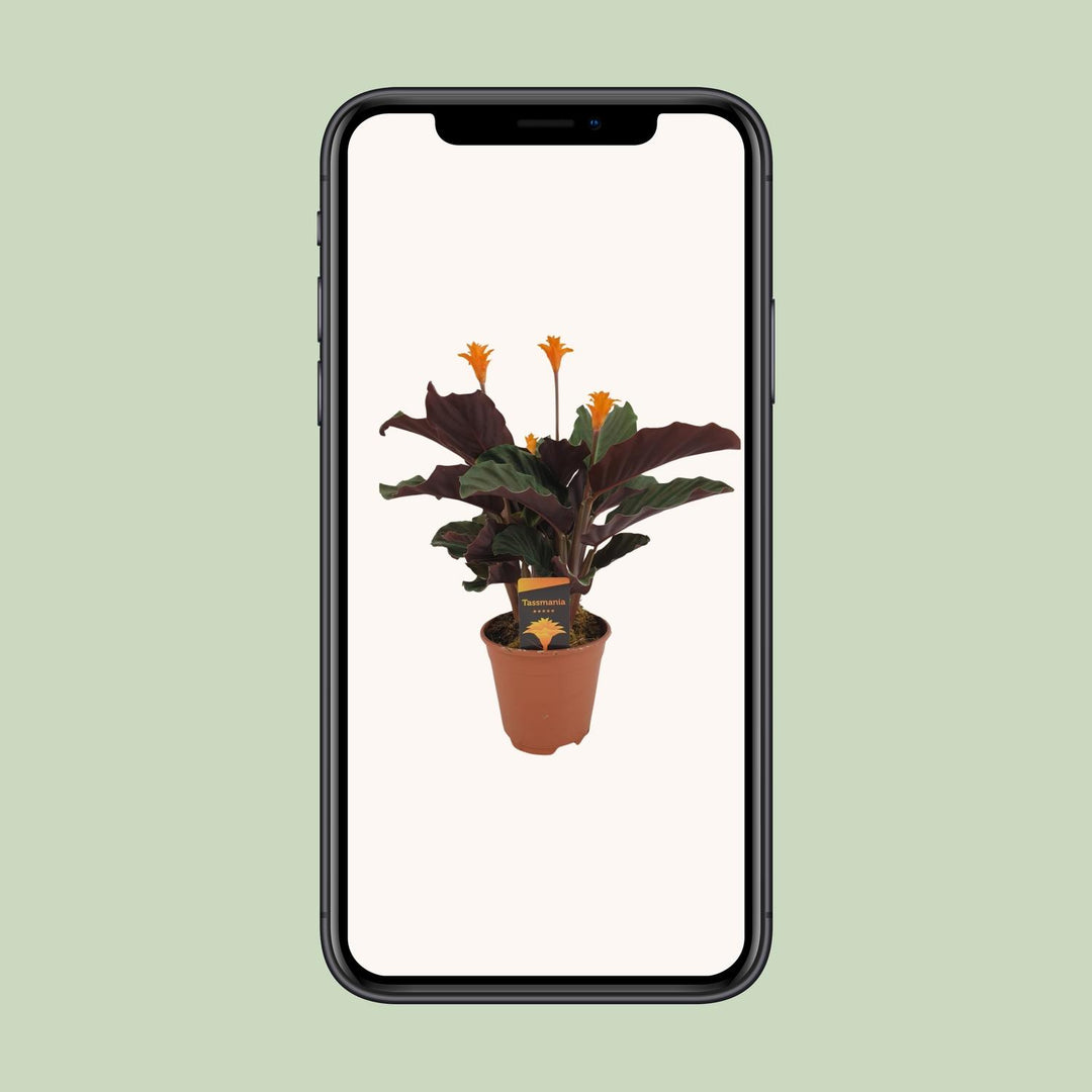 Calathea crocata - Ø14cm - ↕40cm
