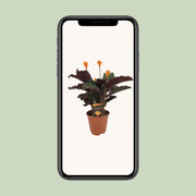 Calathea crocata - Ø14cm - ↕40cm