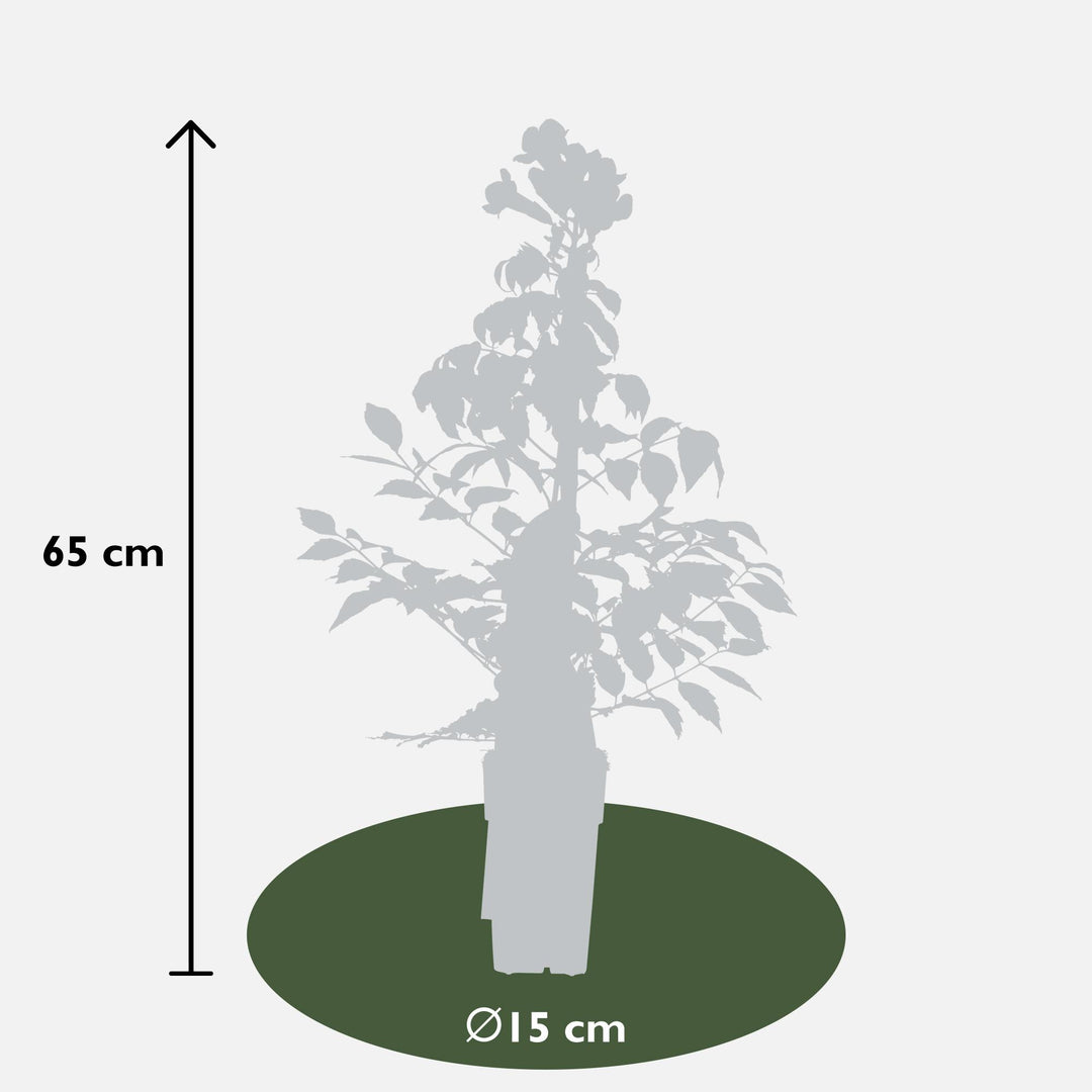 Campsis Summer Jazz 'Fire Trumpet' - 2 pieces - Ø15 - ↨65cm