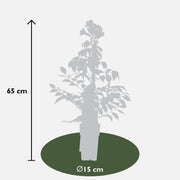 Campsis Summer Jazz 'Fire Trumpet' - 2 pieces - Ø15 - ↨65cm