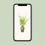 Load image into Gallery viewer, Acer palmatum &#39;Going Green&#39; - Ø19cm - ↕50cm
