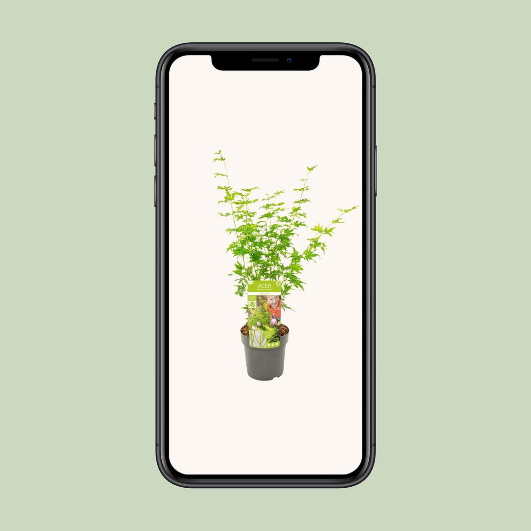 Acer palmatum 'Going Green' - Ø19cm - ↕50cm