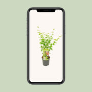 Acer palmatum 'Going Green' - Ø19cm - ↕50cm