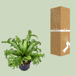 Load image into Gallery viewer, Asplenium nidus 'Crissie' - Ø23cm - ↕55cm